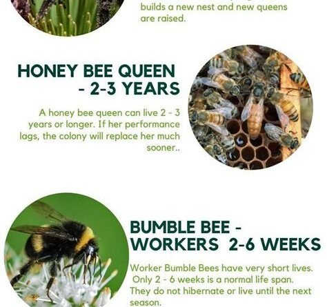 How Long Do Bees Live? Complete Lifespan Guide (2026)