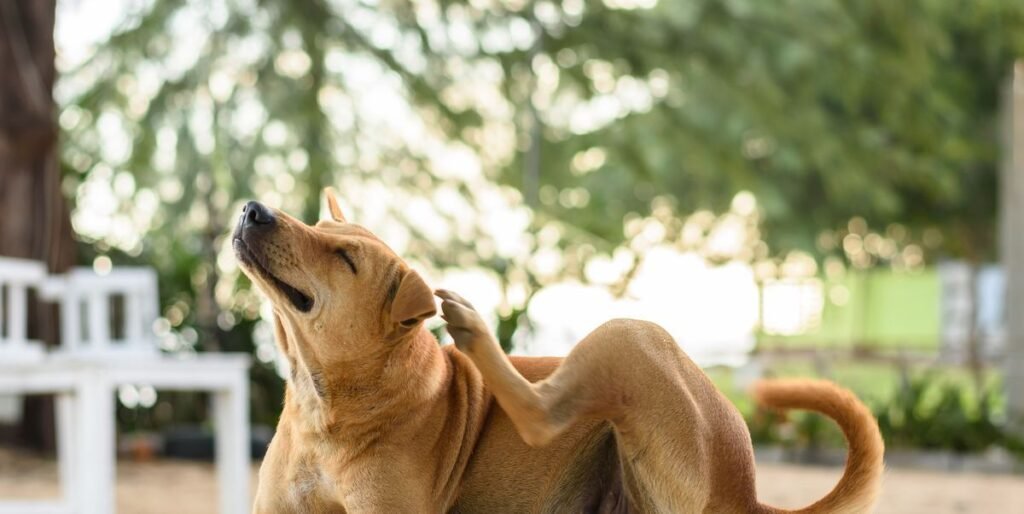 How to Get Rid of Fleas on Dogs: Complete Treatment Guide (2026)