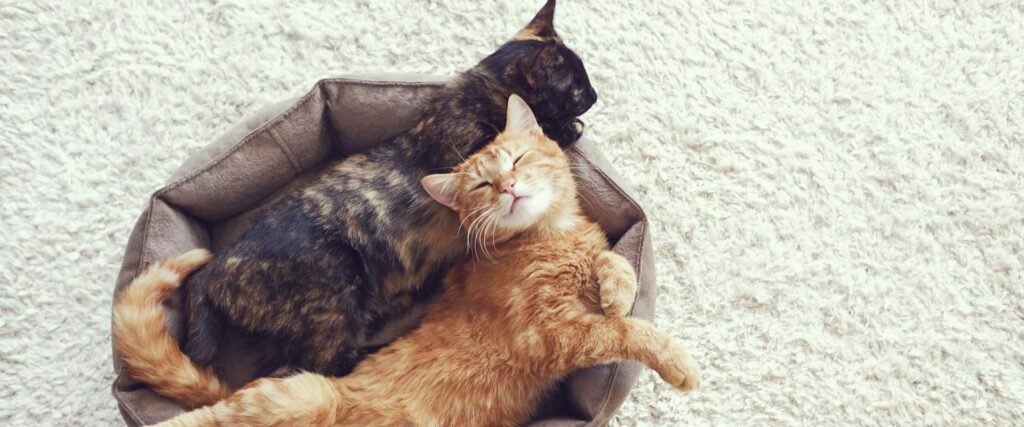 How Long Does a Cat Stay in Heat? Complete Guide (2026)