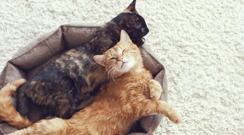 How Long Does a Cat Stay in Heat? Complete Guide (2026)