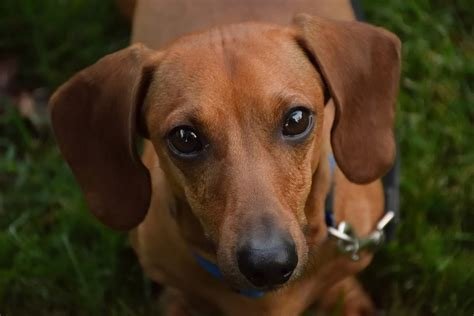 How Much Sleep Do Dogs Need? By Age and Breed (2026 Guide)
