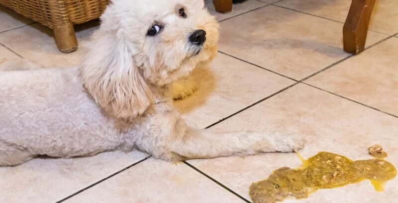 How to Train a Pet Rat: Complete Training Guide (2026)